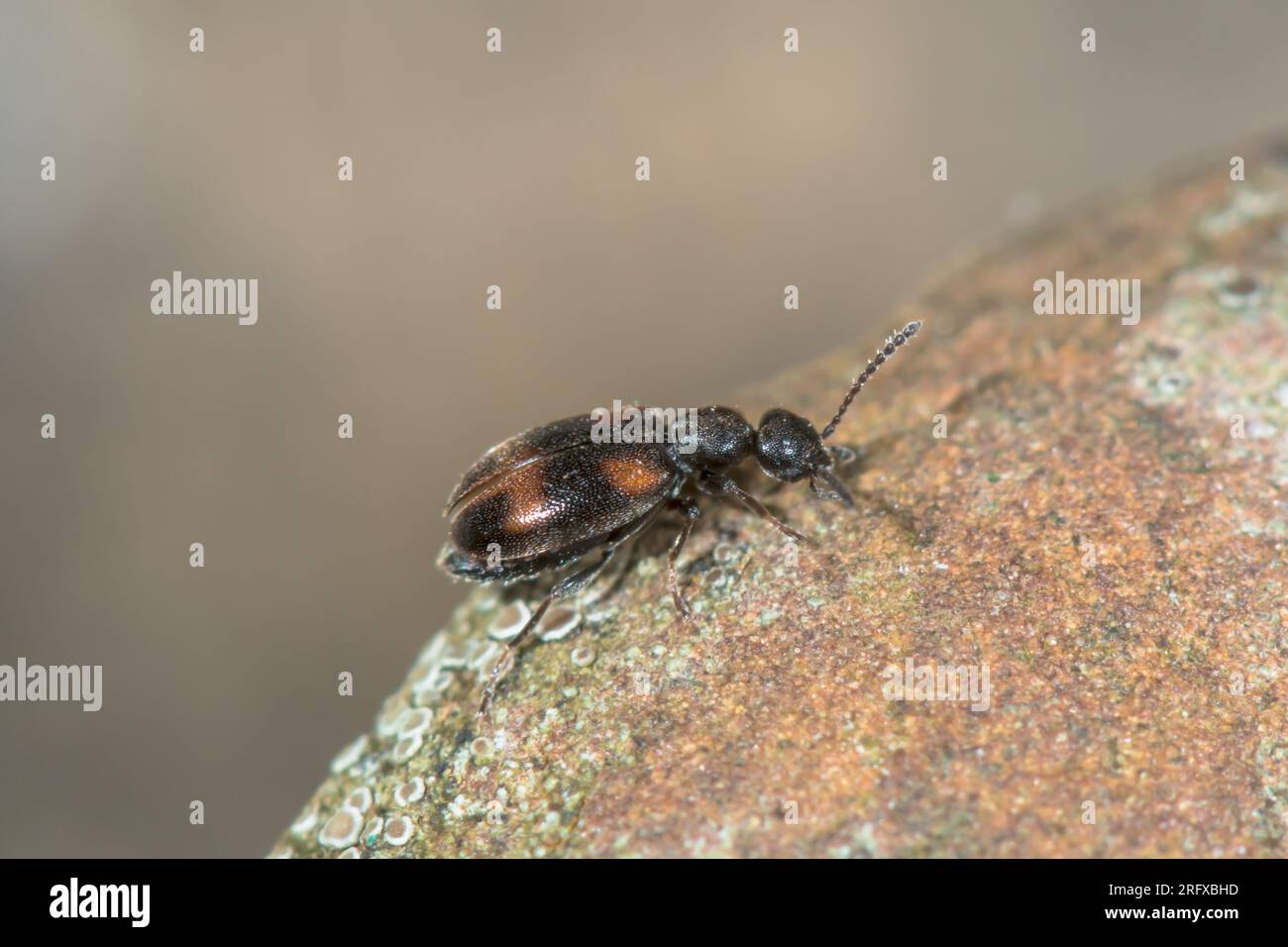 Small Ant Beetle (Anthicus antherinus), Anthicidae. Sussex, UK Stock Photo