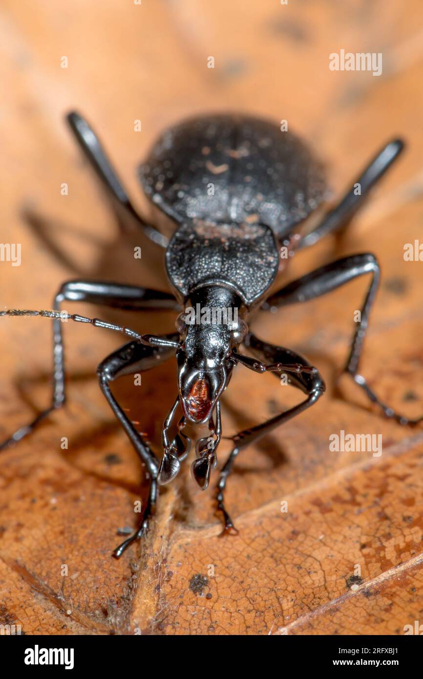 Snail Hunter Ground Beetle (Cychrus caraboides), Carabidae. Sussex, UK