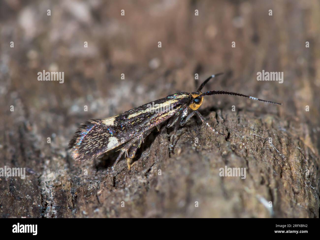 Sulphur Tubic Micro Moth - Female ovipositing (Esperia sulphurella). Oecophoridae. Sussex, UK Stock Photo