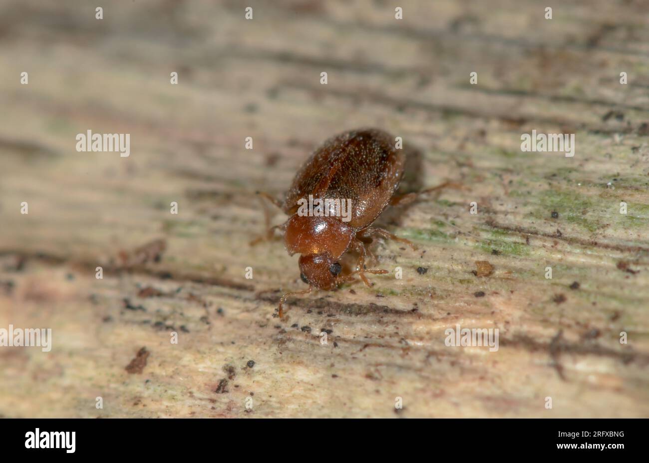 Tiny Ladybird (Rhizobius litura), Coccinellidae. Sussex, UK Stock Photo