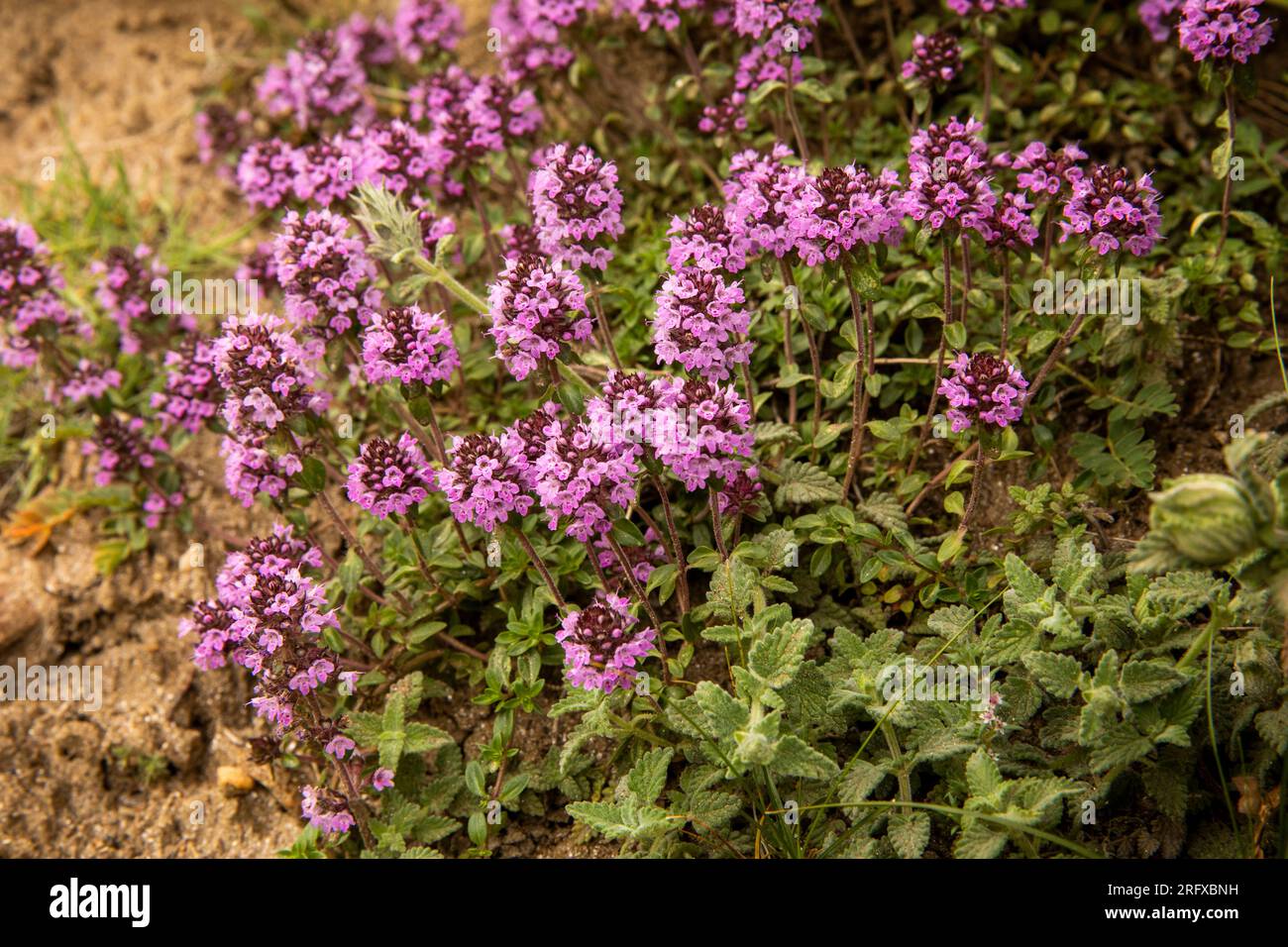 India, Ladakh, Suru Valley, Panikhar, Himalayan wild flowers, Pink whortleberry-leaved knotweed, Bistorta vaccinifolia Stock Photo