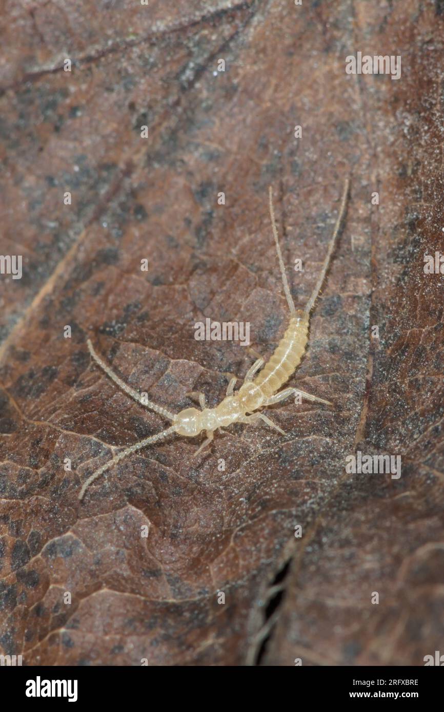 Two pronged Bristletail, Campodeoidea, Diplura, Hexapod. Sussex, UK Stock Photo