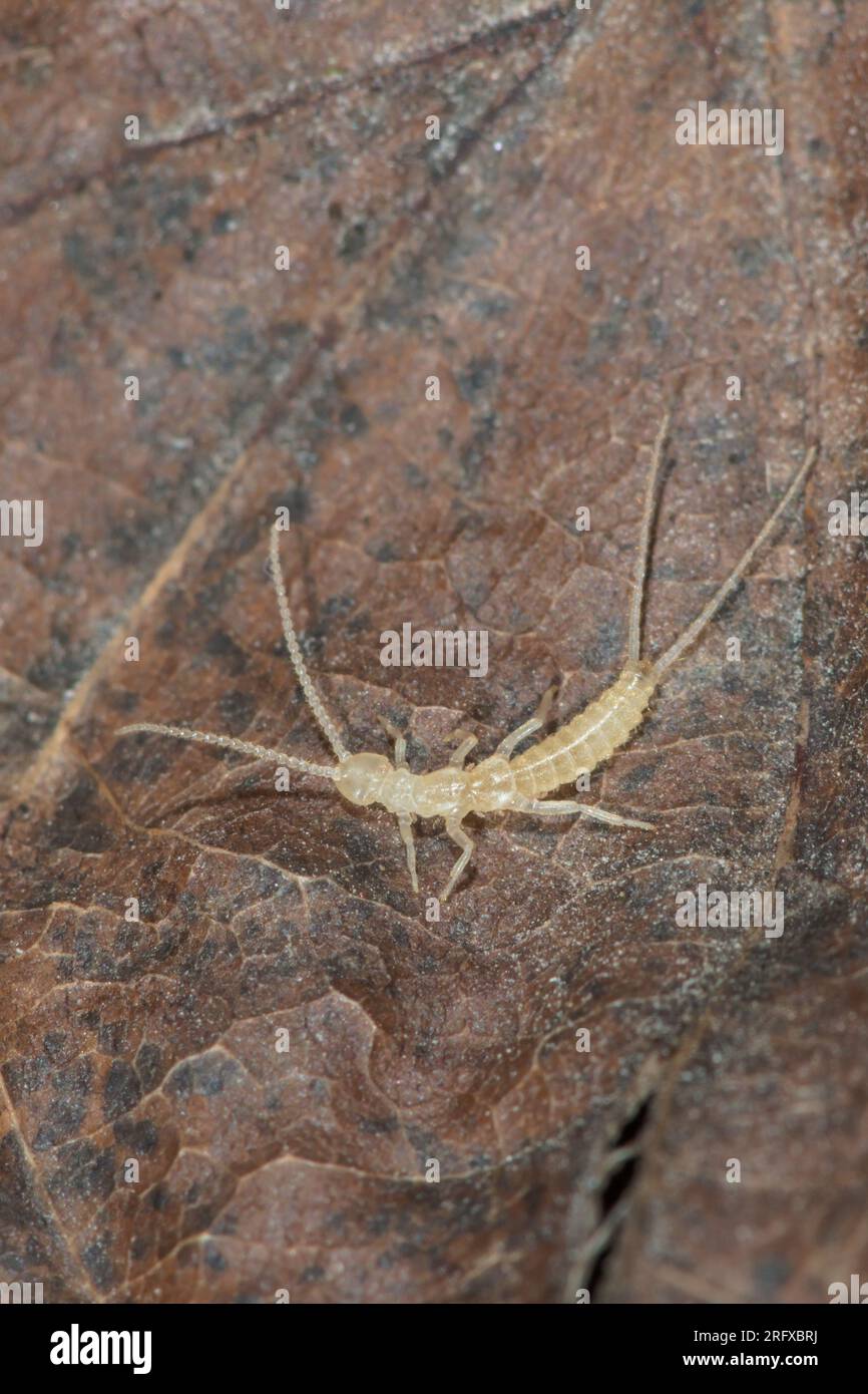 Two pronged Bristletail, Campodeoidea, Diplura. Sussex, UK Stock Photo