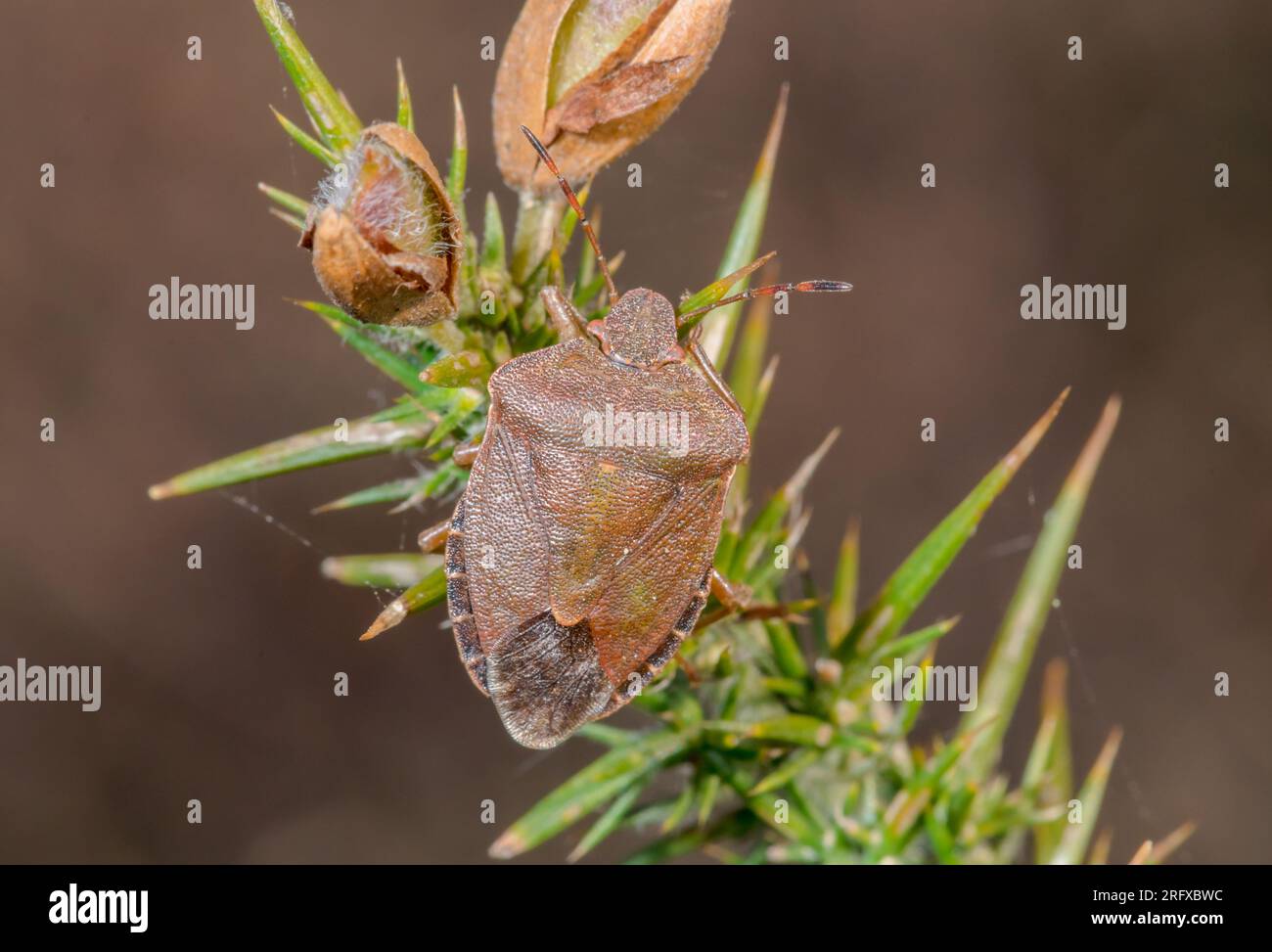 Vernal Shieldbug (Peribalus strictus), Pentatomidae, Heteroptera. Sussex, UK Stock Photo