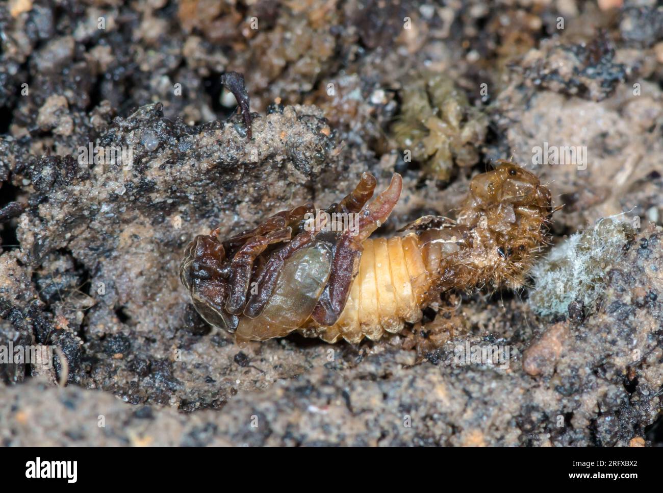 Welsh Chafer Beetle Pupa nearing Eclosure (Hoplia philanthus), Scarabaeidae. Sussex, UK Stock Photo