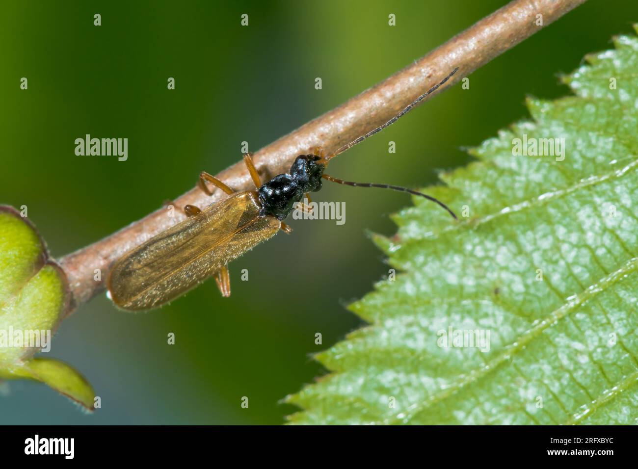 Willow Soldier Beetle (Rhagonycha lignosa), Cantharidae. Sussex, UK Stock Photo