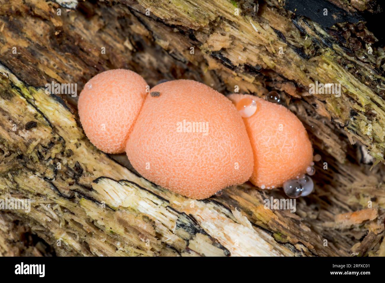 Wolfs Milk Slime Mould (Lycogala epidendrum). Tubiferaceae, Amoebozoa. Sussex, UK Stock Photo
