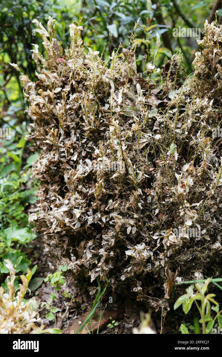 Box tree moth (Cydalima perspectalis ) damaged buxus plants. Stock Photo