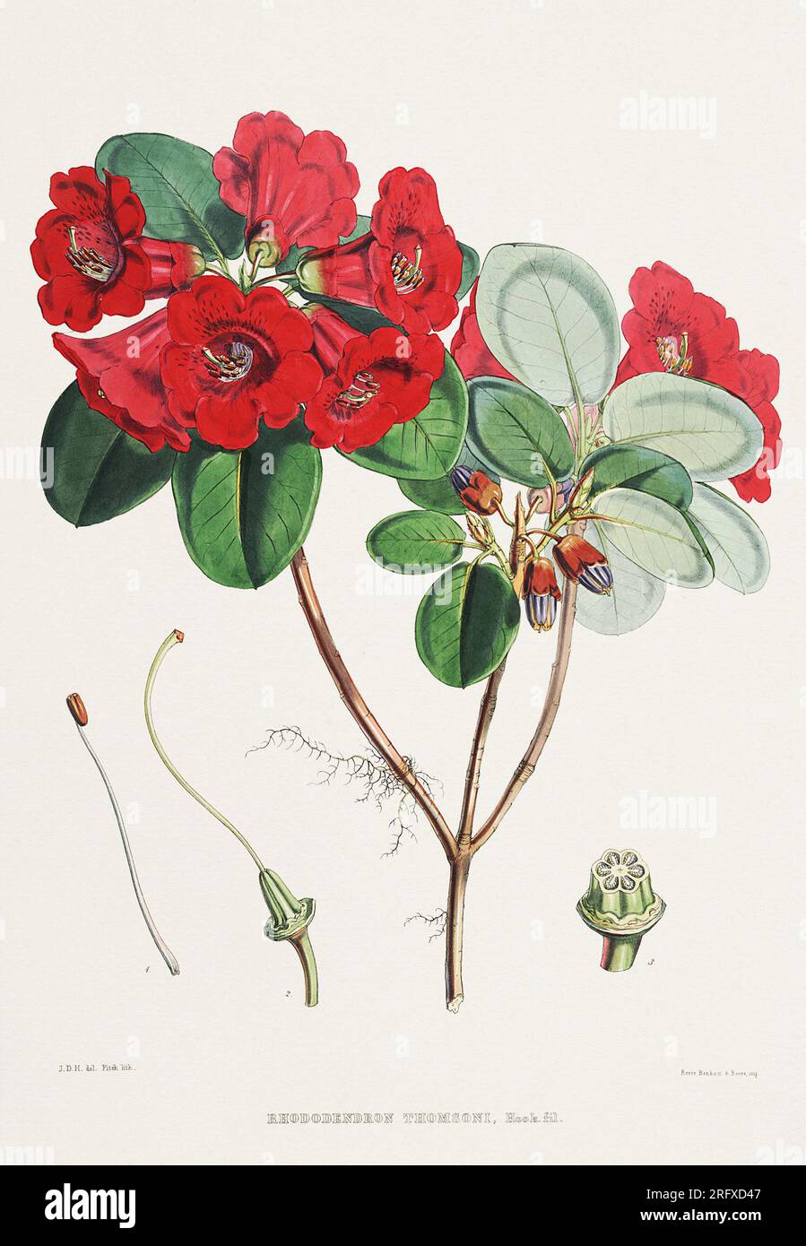 Illustration of Himalayan Rhododendron flowers, Ca. 1849 Stock Photo - Alamy