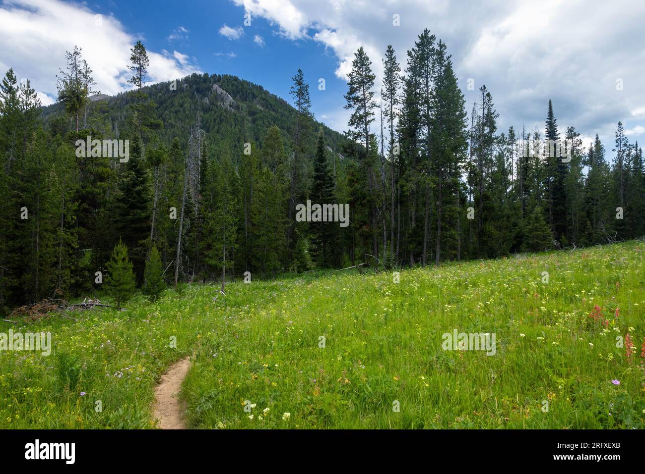 The Game Creek Trail bending through a wildflower meadow below a