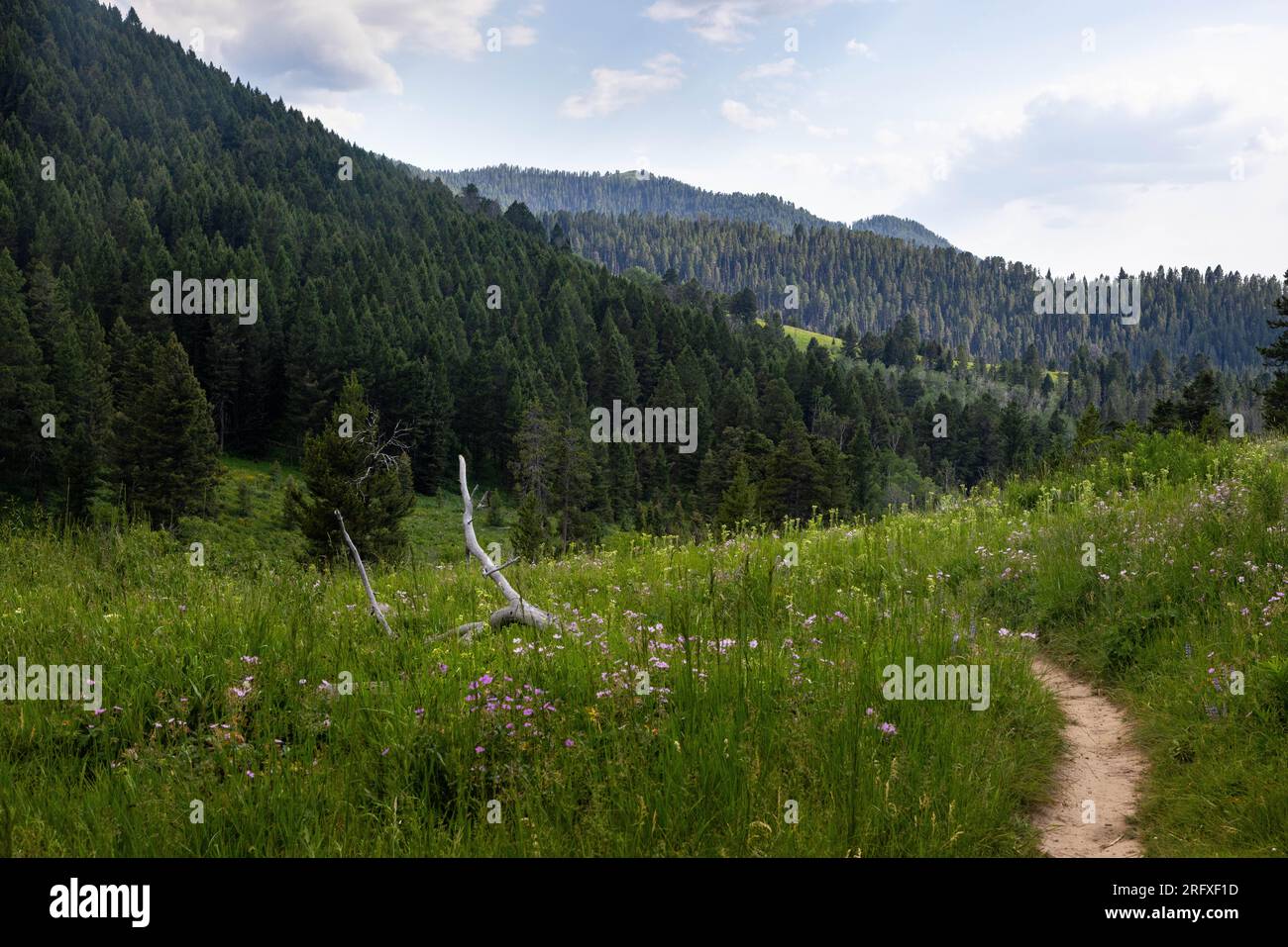 The Game Creek Trail descending into a canyon through a meadow filled