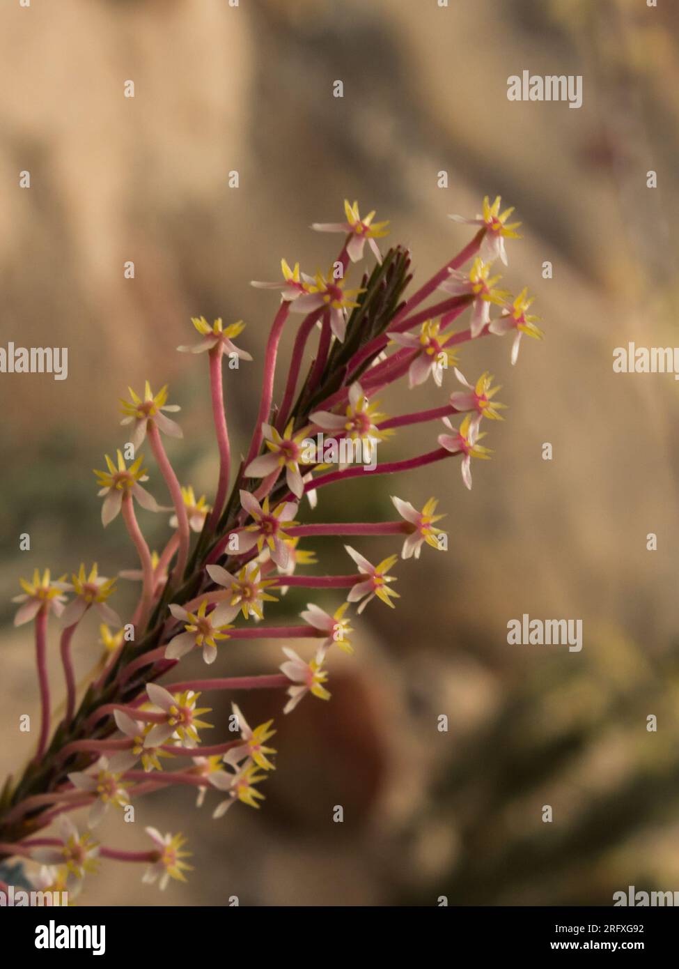 The small delicate pink and yellow flowers on a string of flowers of the Evening gonna, Struthiola Ciliata Stock Photo