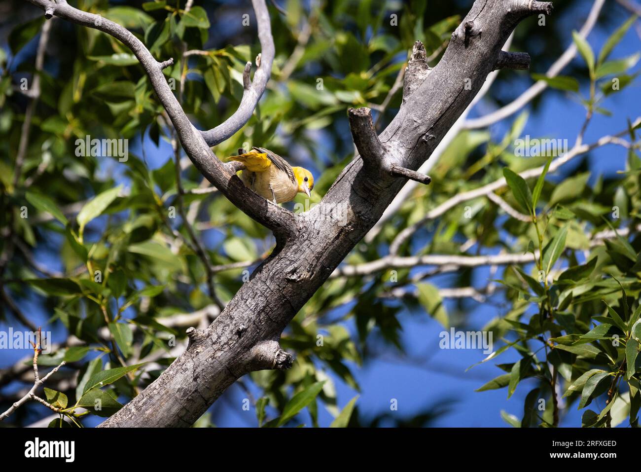A female bullock's oriole perched in a cottonwood tree. Grand Teton National Park, Wyoming Stock Photo