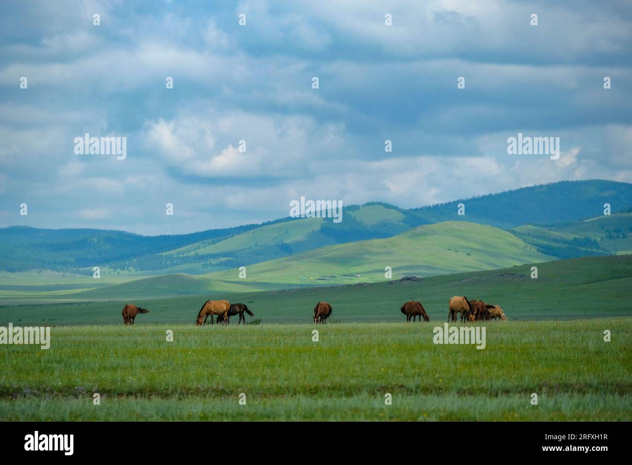 A herd of horses in the Mongolian steppe Stock Photo - Alamy