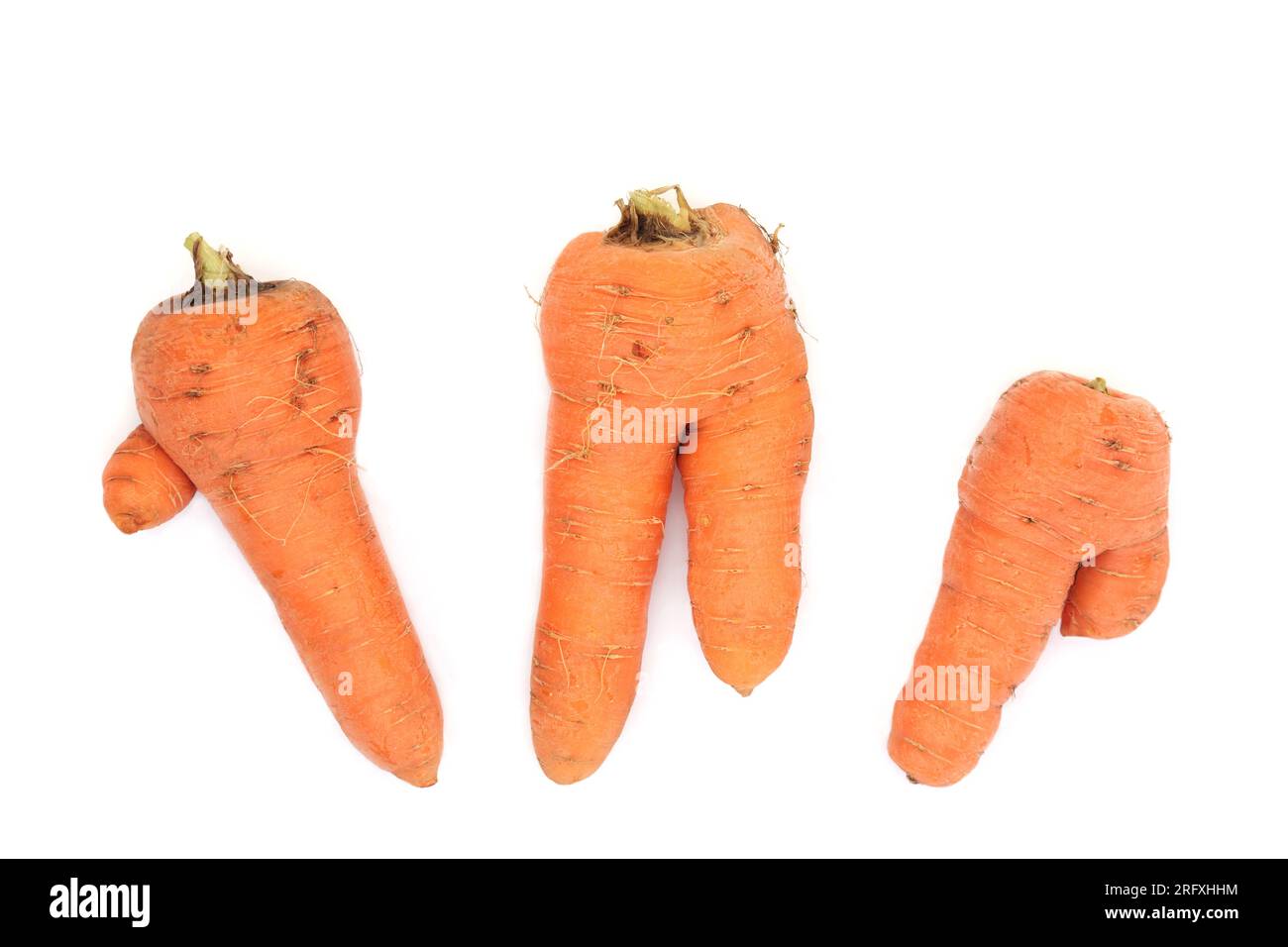 Forked twisted carrot vegetables. Shape caused by pythium fungus or soil filled with small rocks