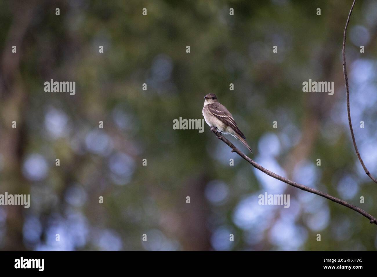 A western wood-pewee looking out from a tree branch. Rendezvous Park, Wyoming Stock Photo
