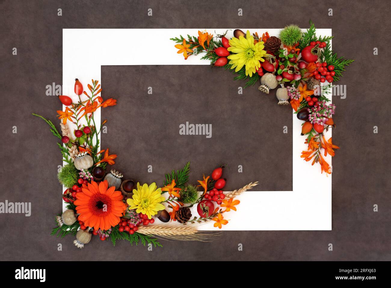 Floral Thanksgiving Autumn Fall nature background border nature concept with flowers, leaves, berry fruit, nuts, barley with white frame. Stock Photo