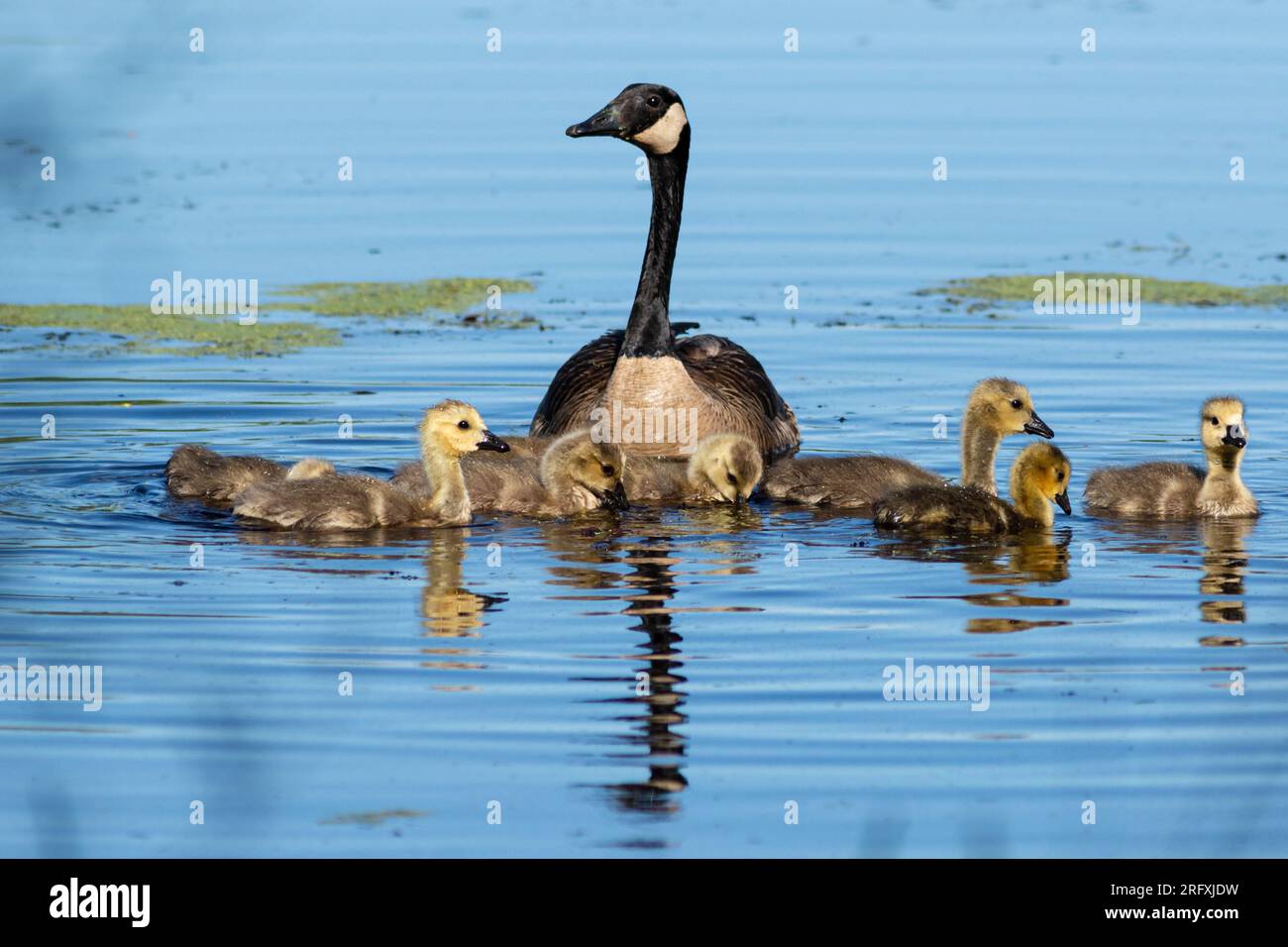 A Canada goose and goslings paddle through the water along the Liberty Loop Trail in the Wallkill River National Wildlife Refuge on April 28 Stock Photo