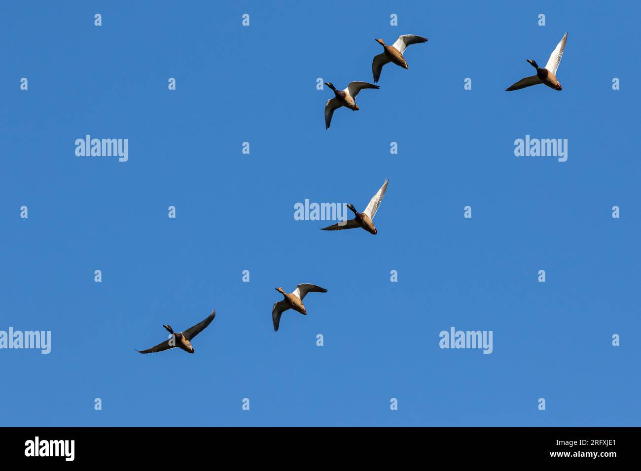 A small flock of Canada Geese fly over the Liberty Loop Trail in the ...