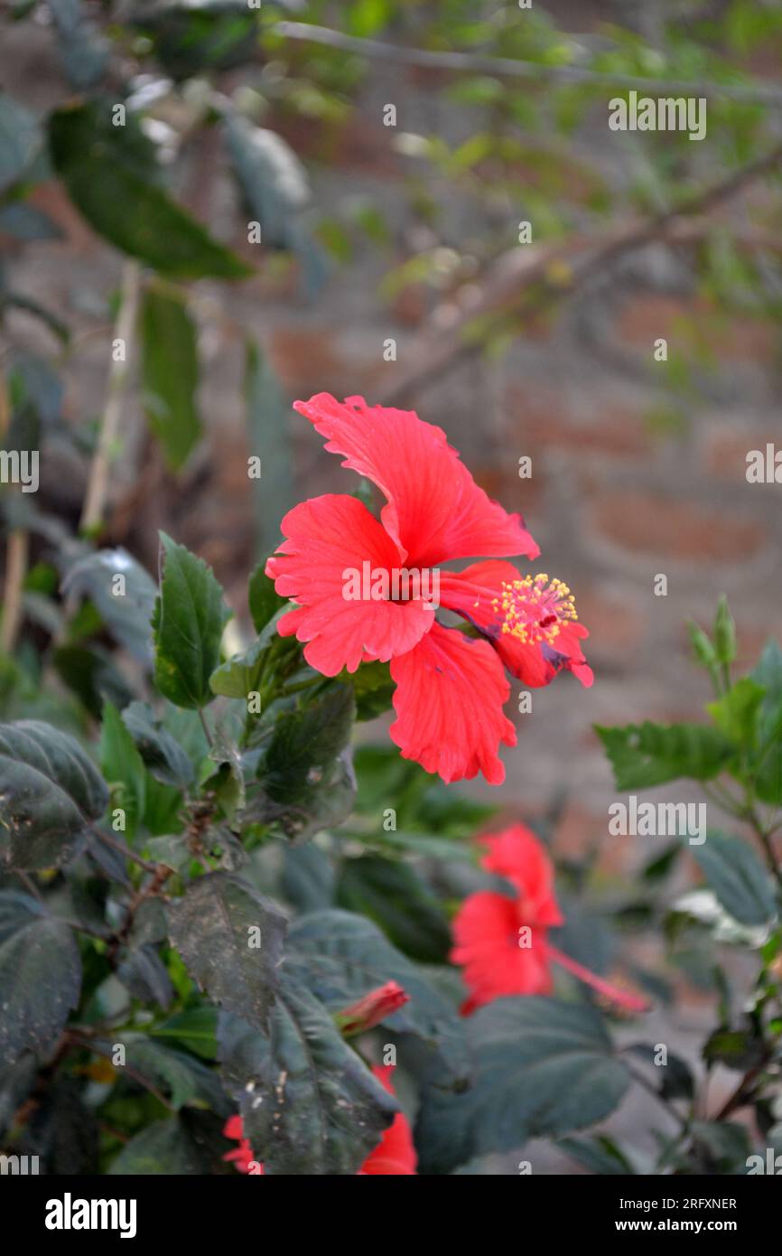Beautiful red flowers in the garden. Red autumn flowers. Stock Photo
