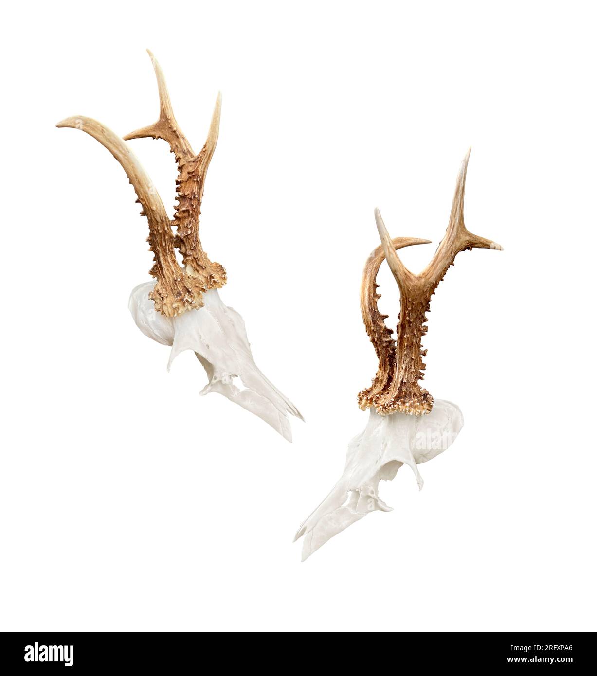 Rare roe deer buck, roebuck skull with unique, abnormal antlers - both sides, isolated on white background. Stock Photo