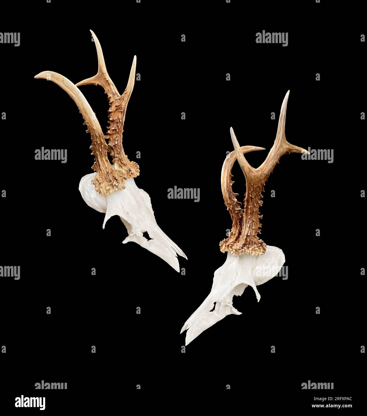 Rare roe deer buck, roebuck skull with unique, abnormal antlers - both sides, isolated on black background. Stock Photo