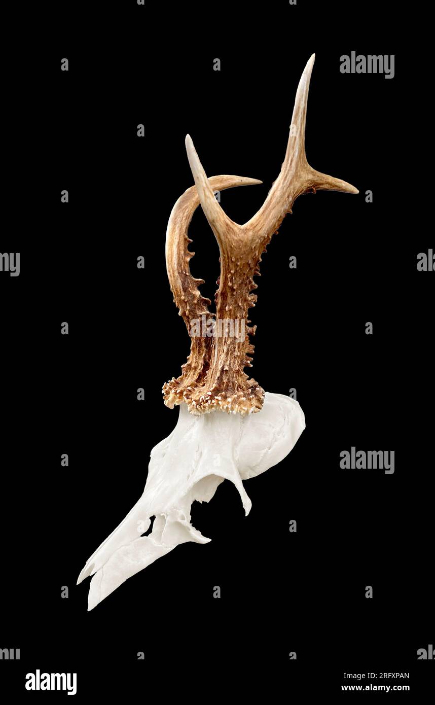 Rare roe deer buck, roebuck skull with unique, abnormal antlers -  isolated on black background. Stock Photo