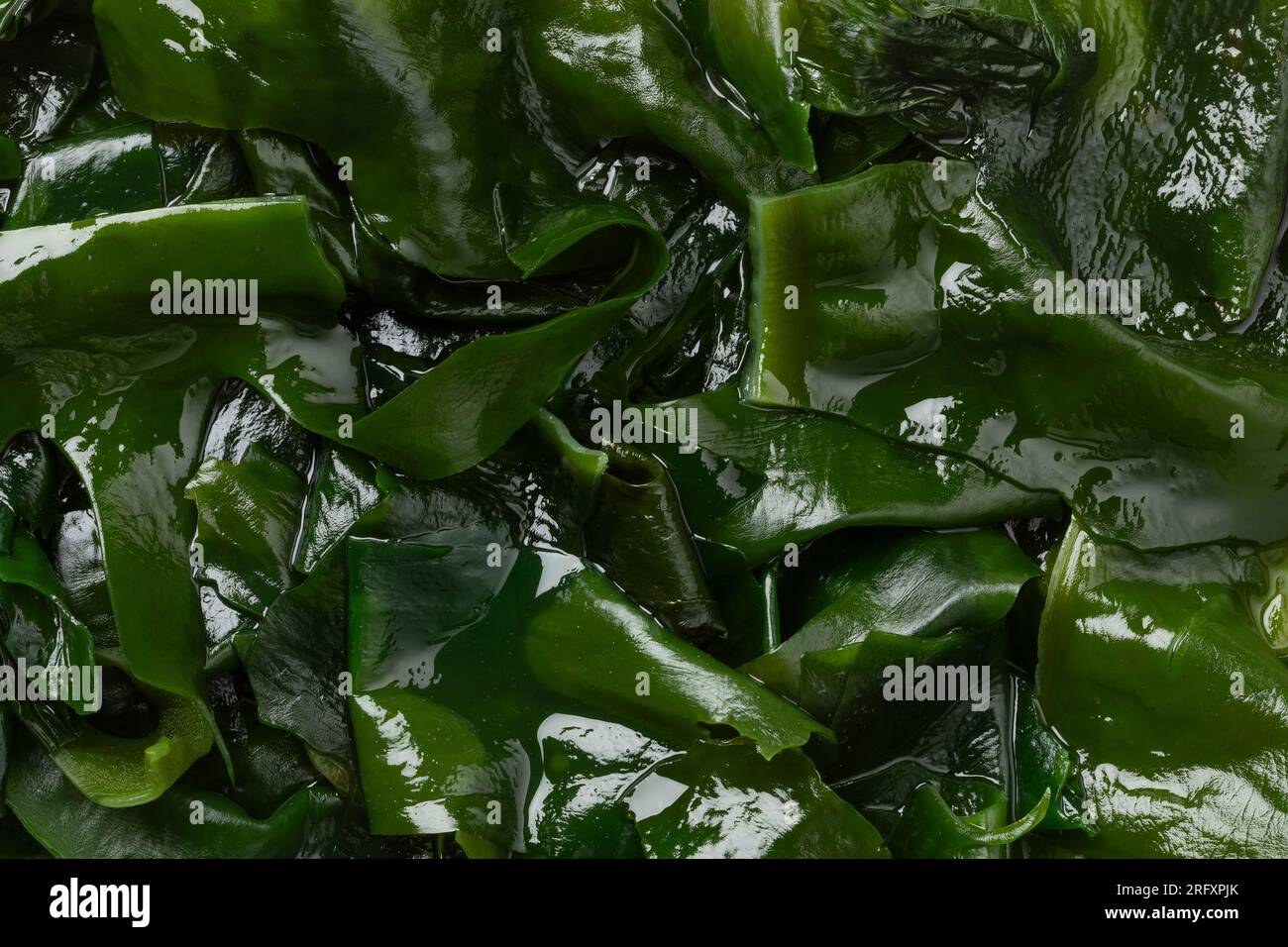 Soaked green wakame close up full frame as background Stock Photo