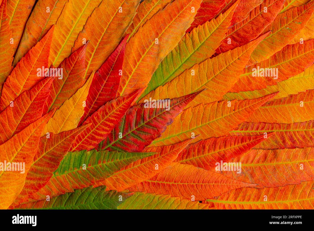 Colorful autumn leaves, bright autumn background. Flat lay, top view, copy space Stock Photo