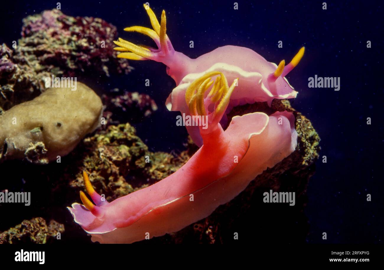 The marine sea slug Hyselodoris (formery Chromodoris) bullockii. Aquarium photo. Stock Photo