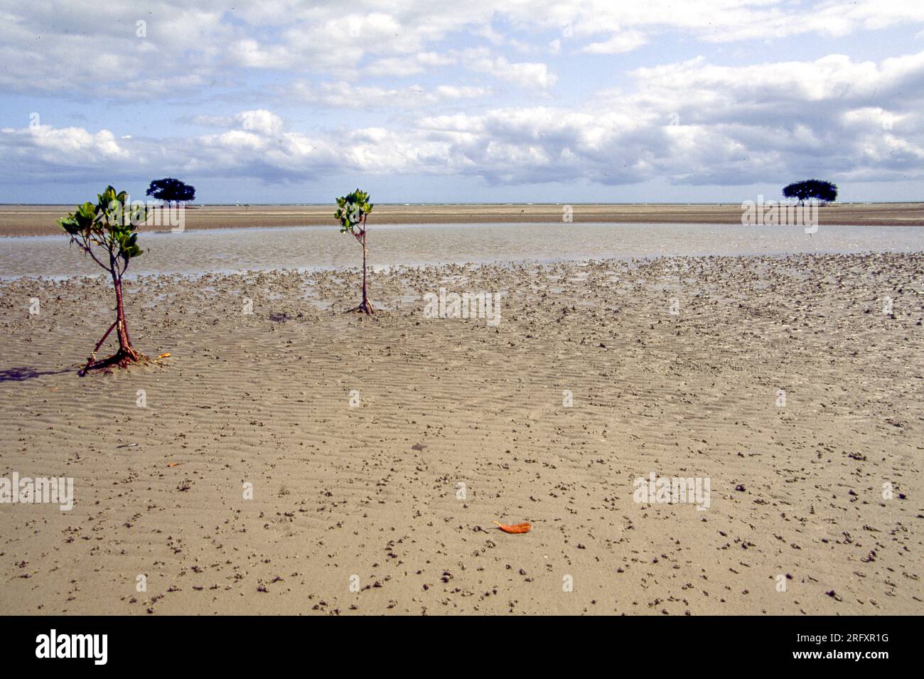 Young mangrove trees growing at Alexandra Bay, Daintree, (Queensland, Ausytralia) at low tide. Stock Photo
