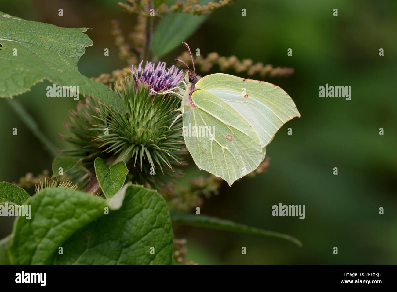 Brimstone butterfly Gonepteryx rhamni, yellow male brighter female greener leaf shaped wings grey body brown spots on underwings perched on vegetation Stock Photo