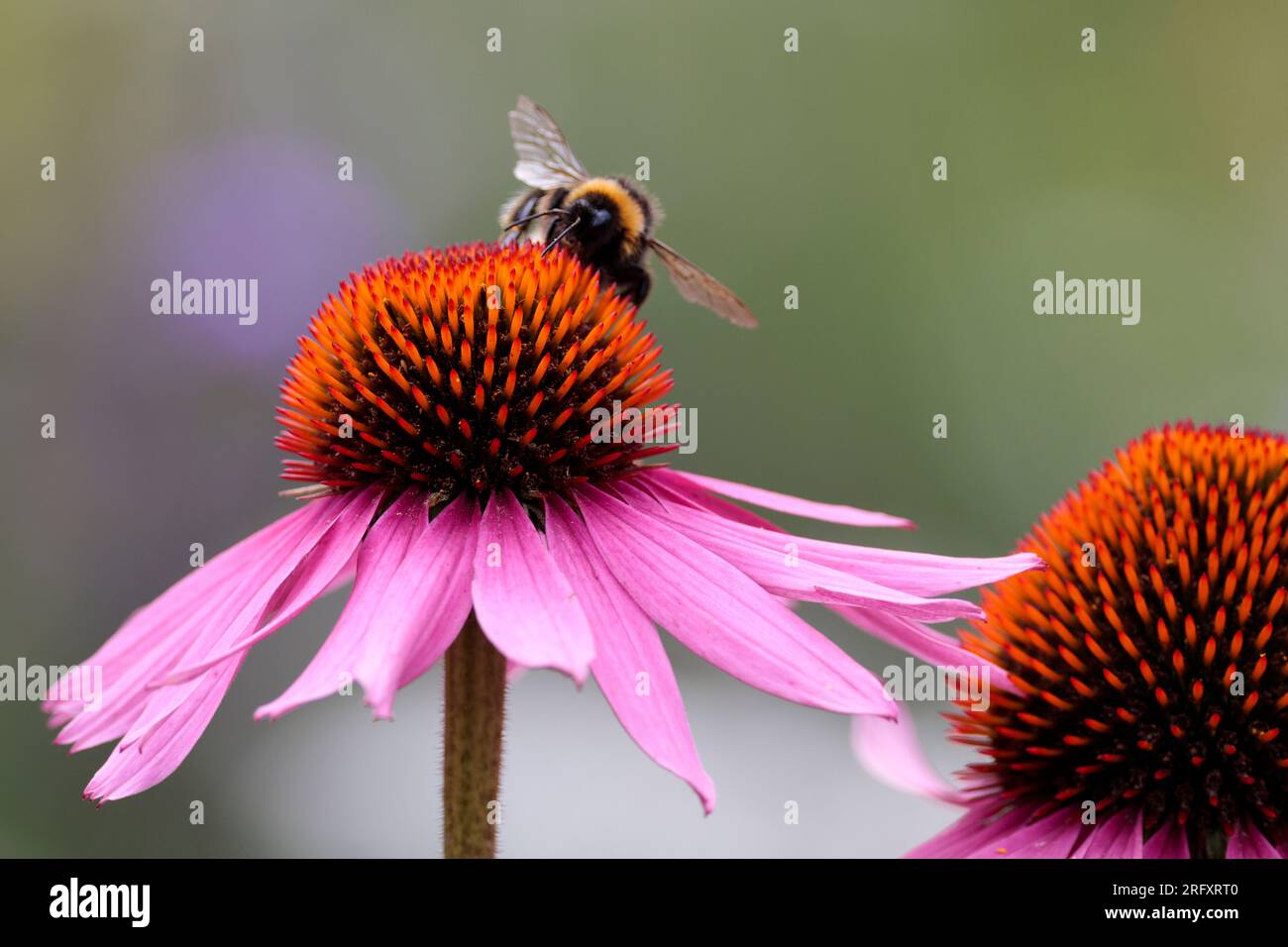 Plants that look like insects hi-res stock photography and images - Alamy