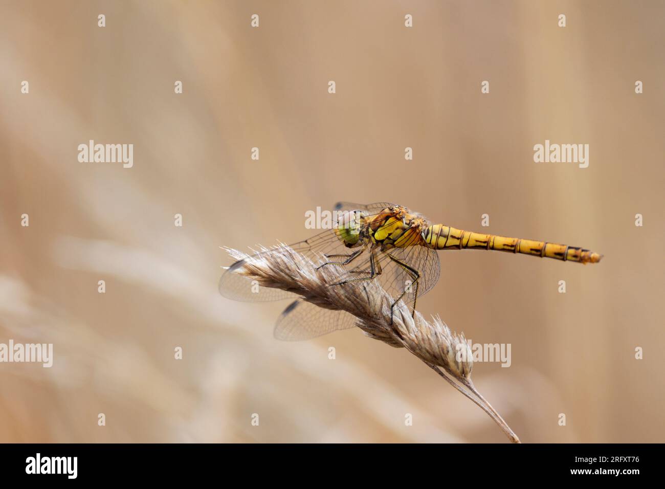 Common darter Sympetrum striolatum, female dragonfly perched on grass seed head, yellow brown with dark dashes on sides large eyes dots on wings Stock Photo