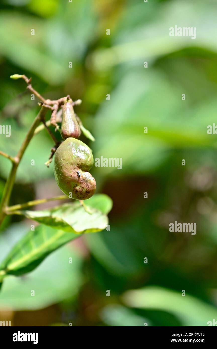Ripe cashew fruit withe attached drupe, which contains the edible seed known as cashew nut Stock