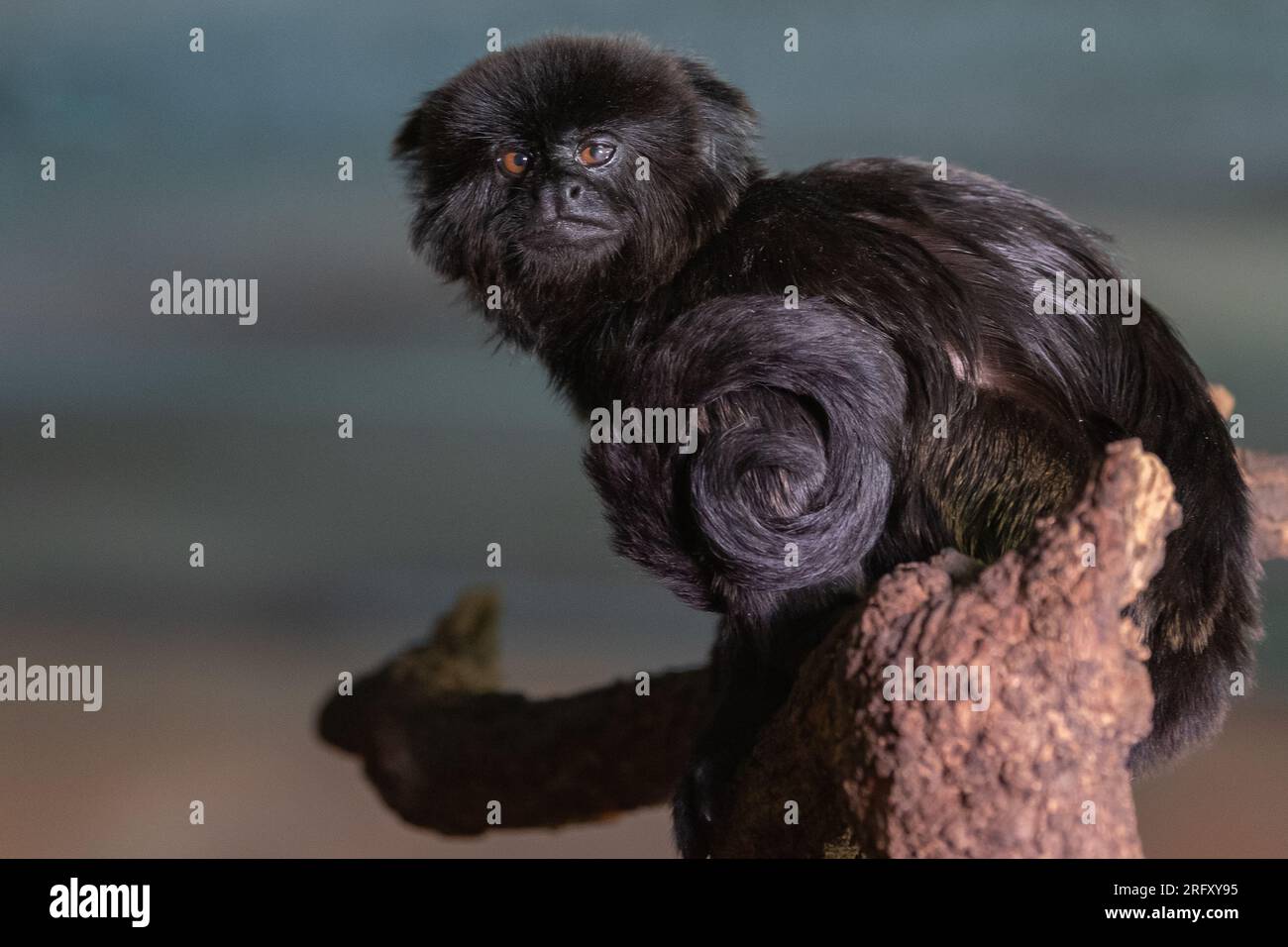 A Goeldi's marmoset or Goeldi's monkey (Callimico goeldii) Stock Photo