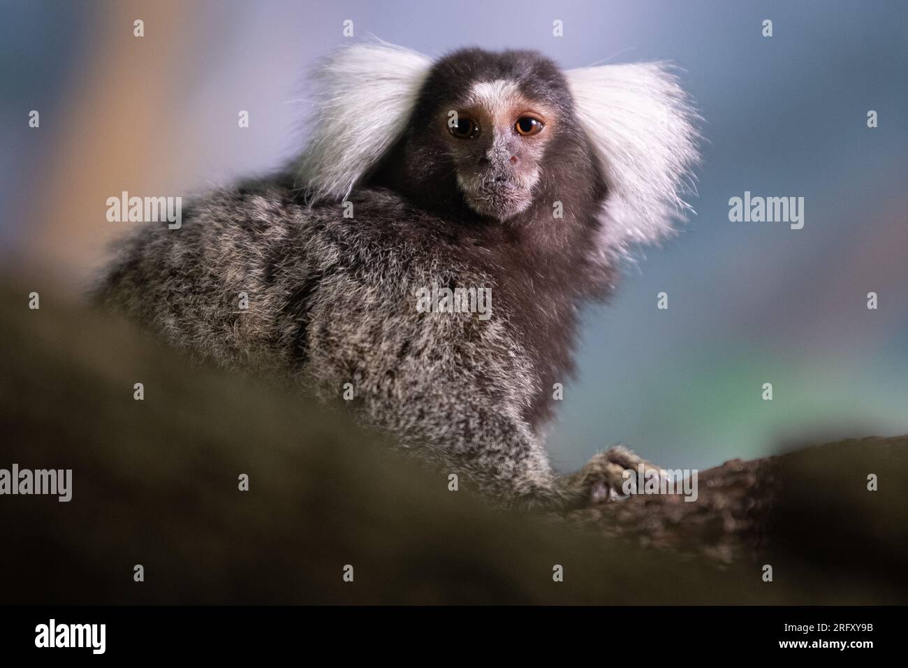 Macaco titi brasileiro callithrix jacchus natural do rio de