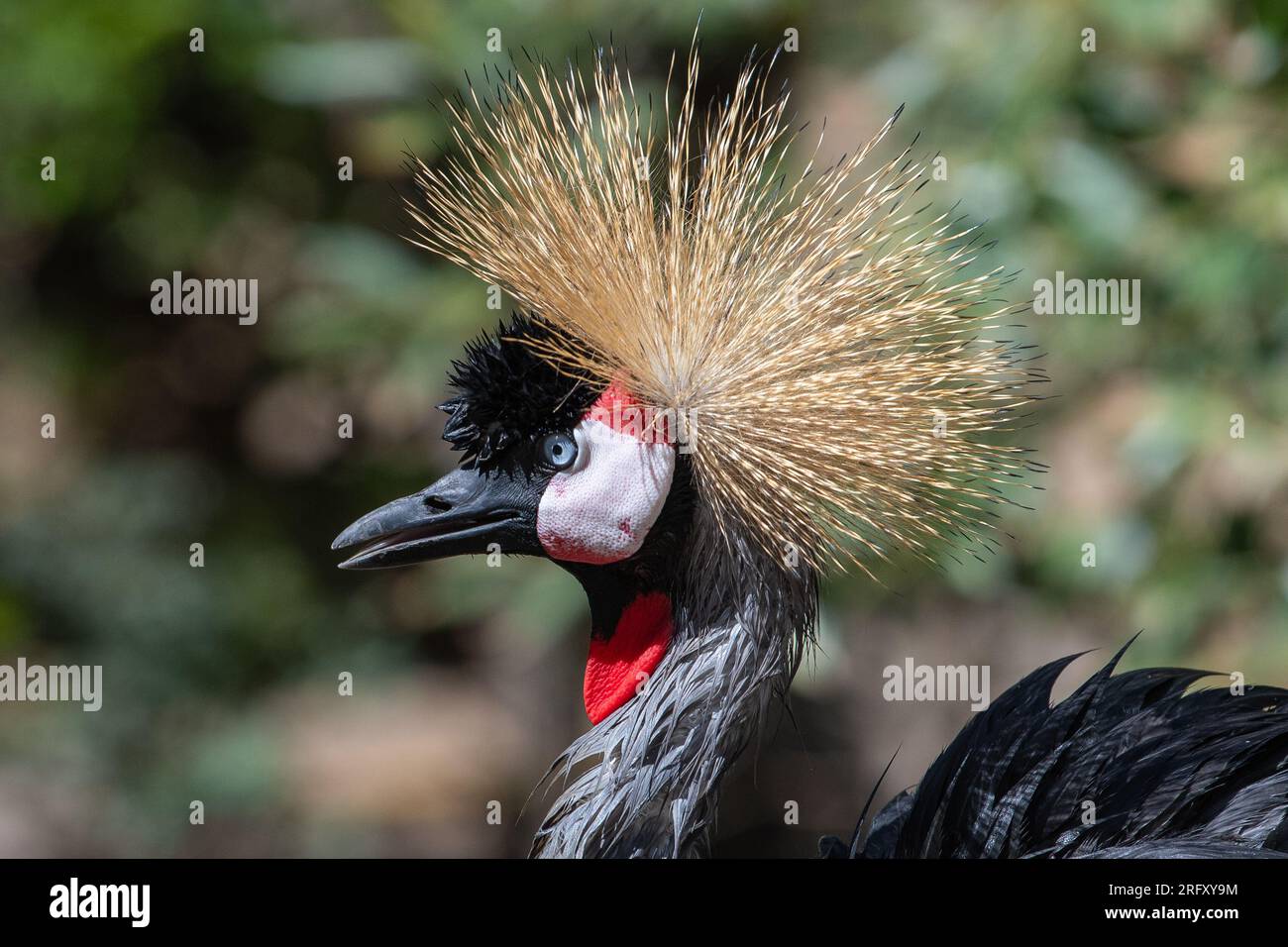 The head of a grey crowned crane (Balearica regulorum), also known as the African crowned crane or golden crested crane Stock Photo