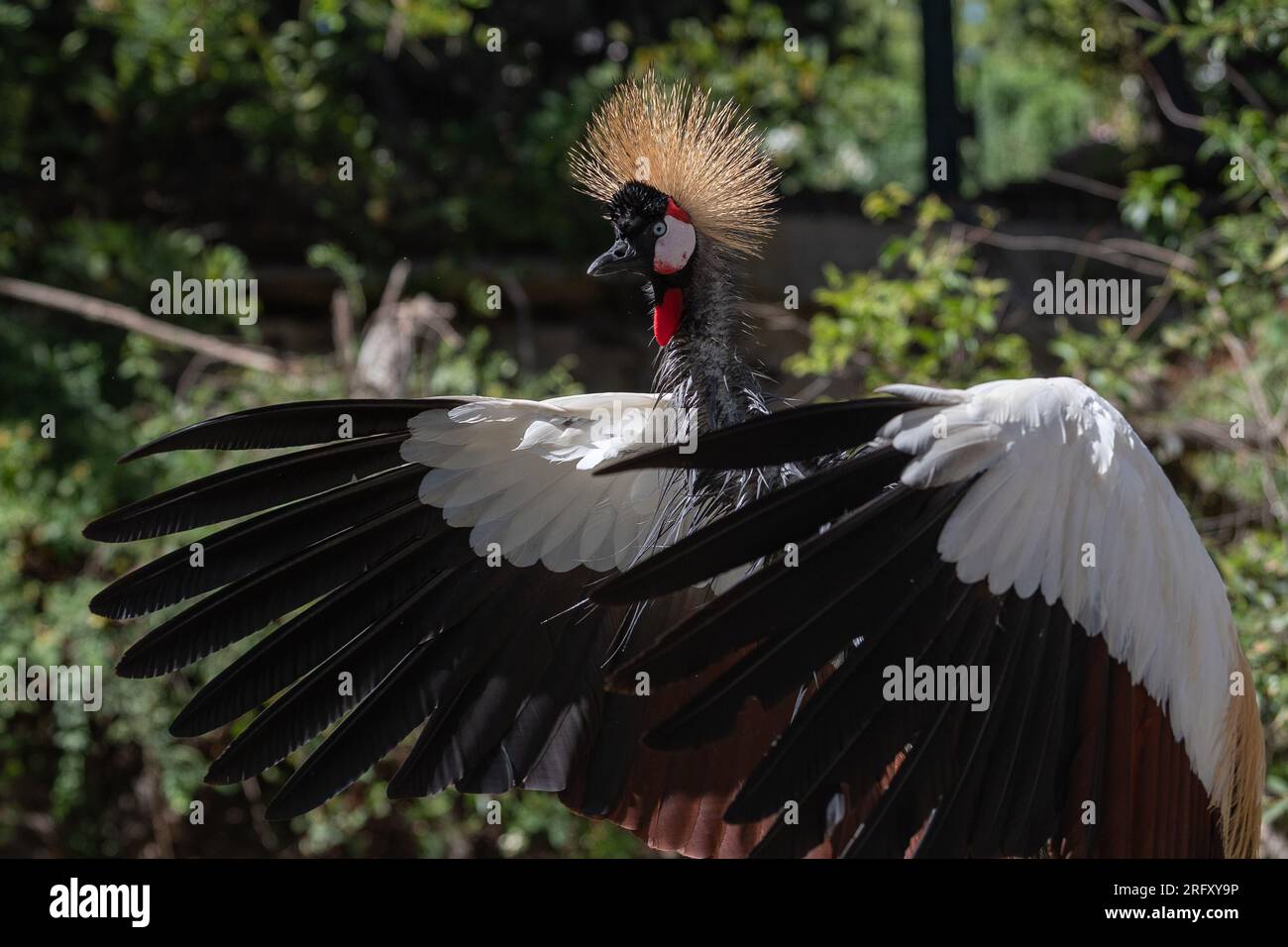 A grey crowned crane (Balearica regulorum), also known as the African crowned crane or golden crested crane Stock Photo