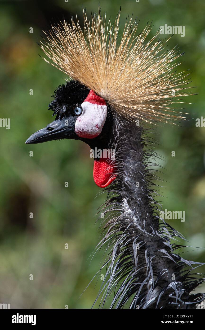 The head of a grey crowned crane (Balearica regulorum), also known as the African crowned crane or golden crested crane Stock Photo