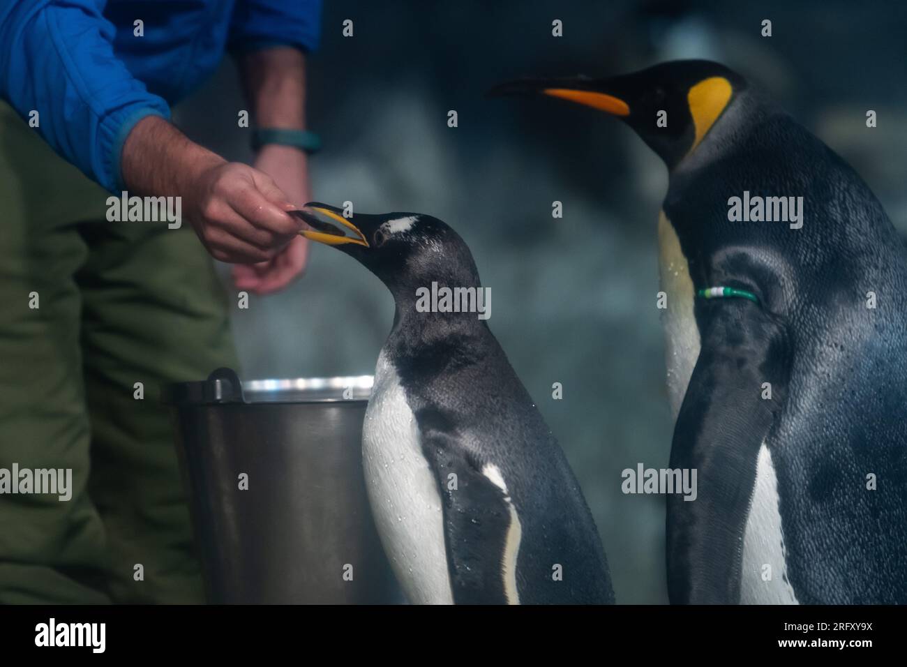 Emperor Penguin Eating Fish