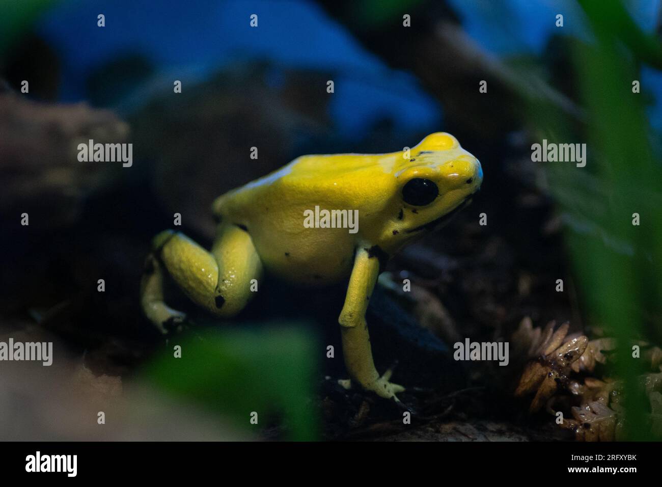 A golden poison frog (Phyllobates terribilis), also known as the golden dart frog or golden poison arrow frog Stock Photo