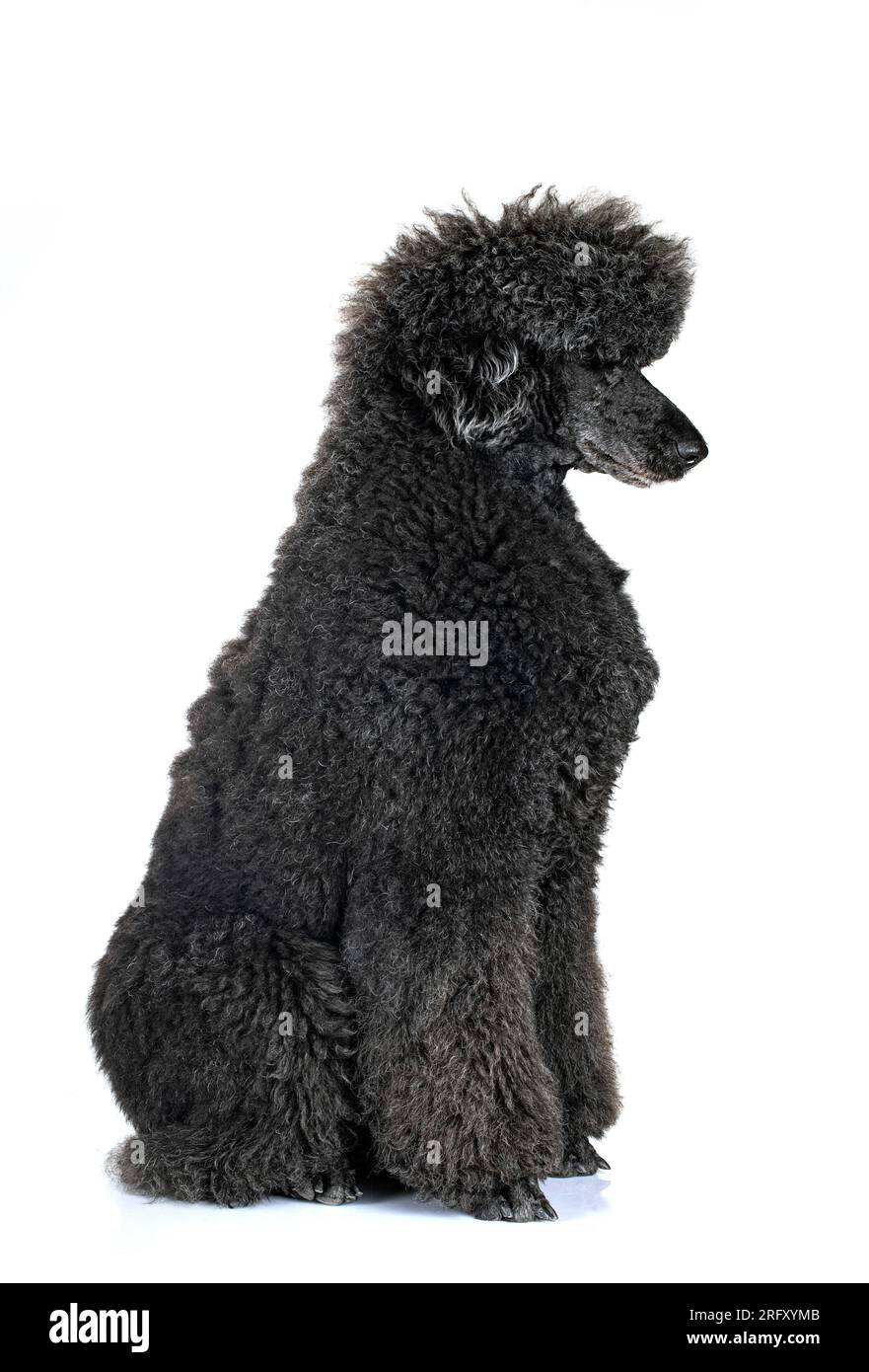 standard black poodle in front of white background Stock Photo - Alamy