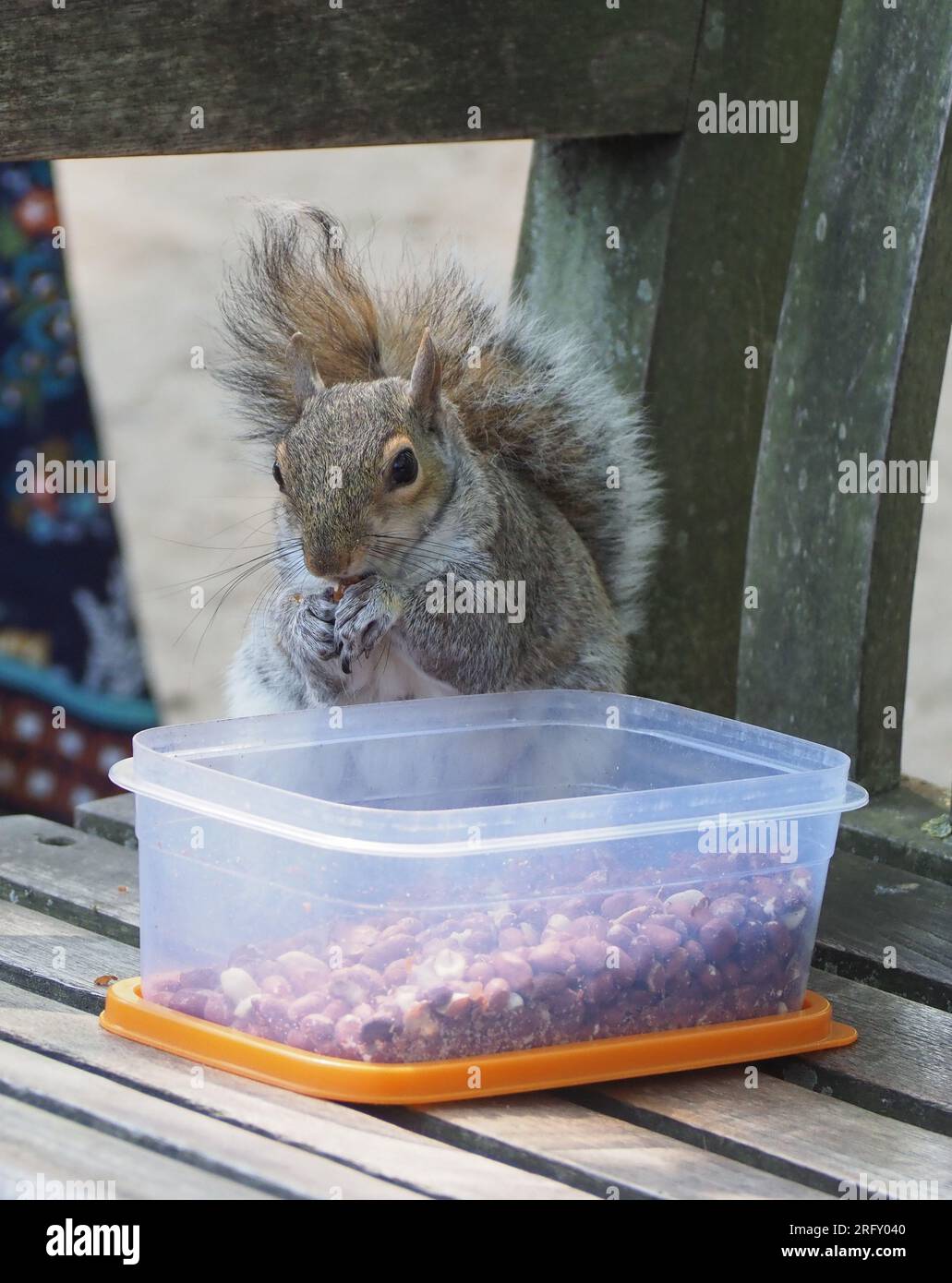 grey squirrel scientific name Sciurus carolinensis of animal class