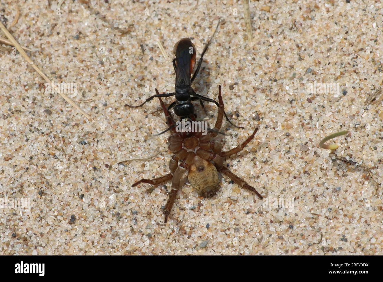 Spider Hunting Wasp Priocnemis sp. with prey Stock Photo