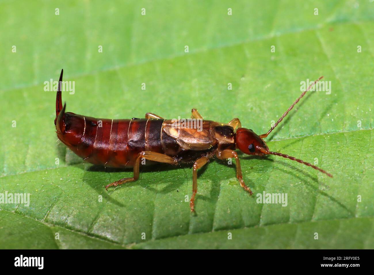 Common Earwig Forficula auricularia male Stock Photo