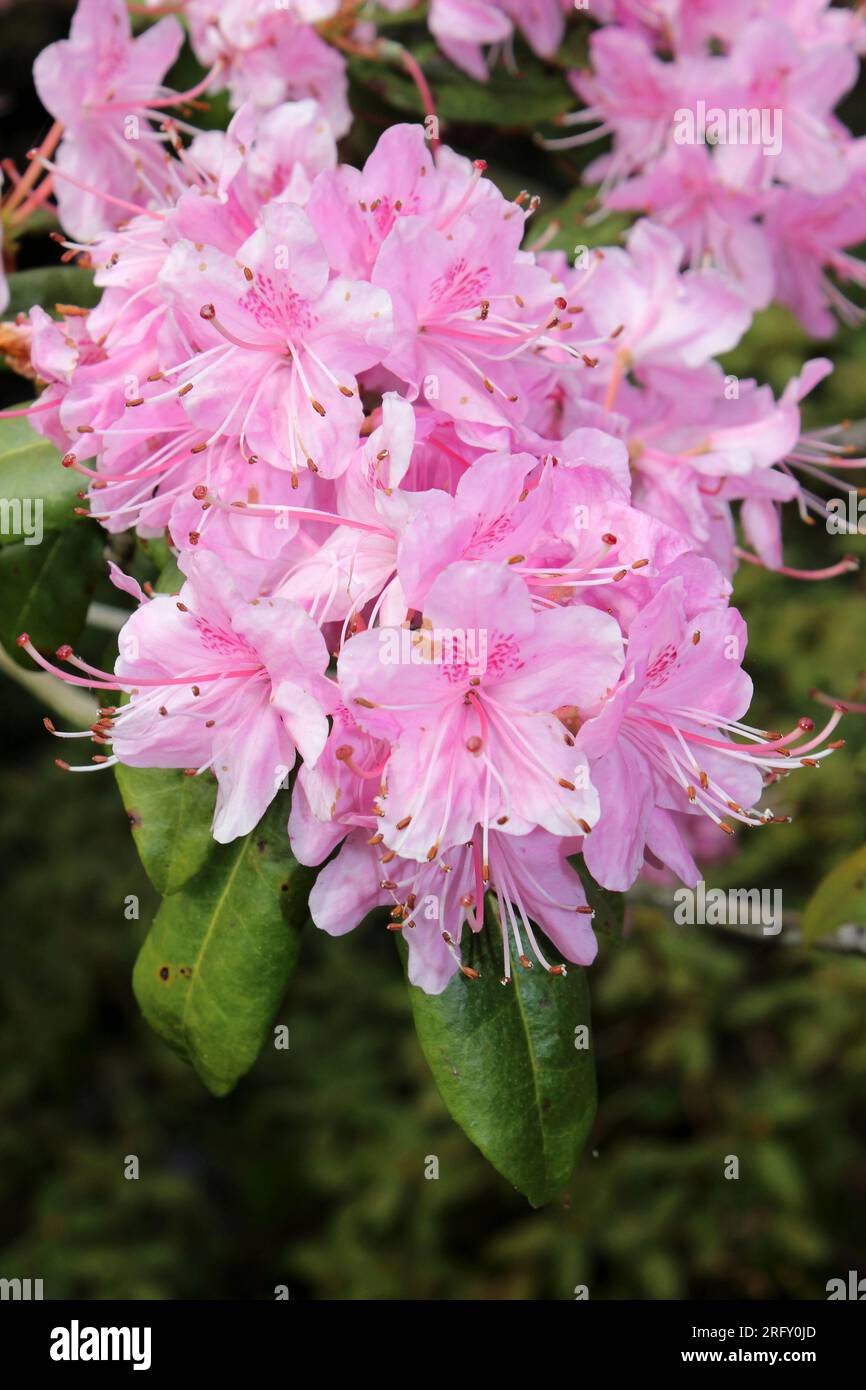 Rhododendron davidsonianum Stock Photo