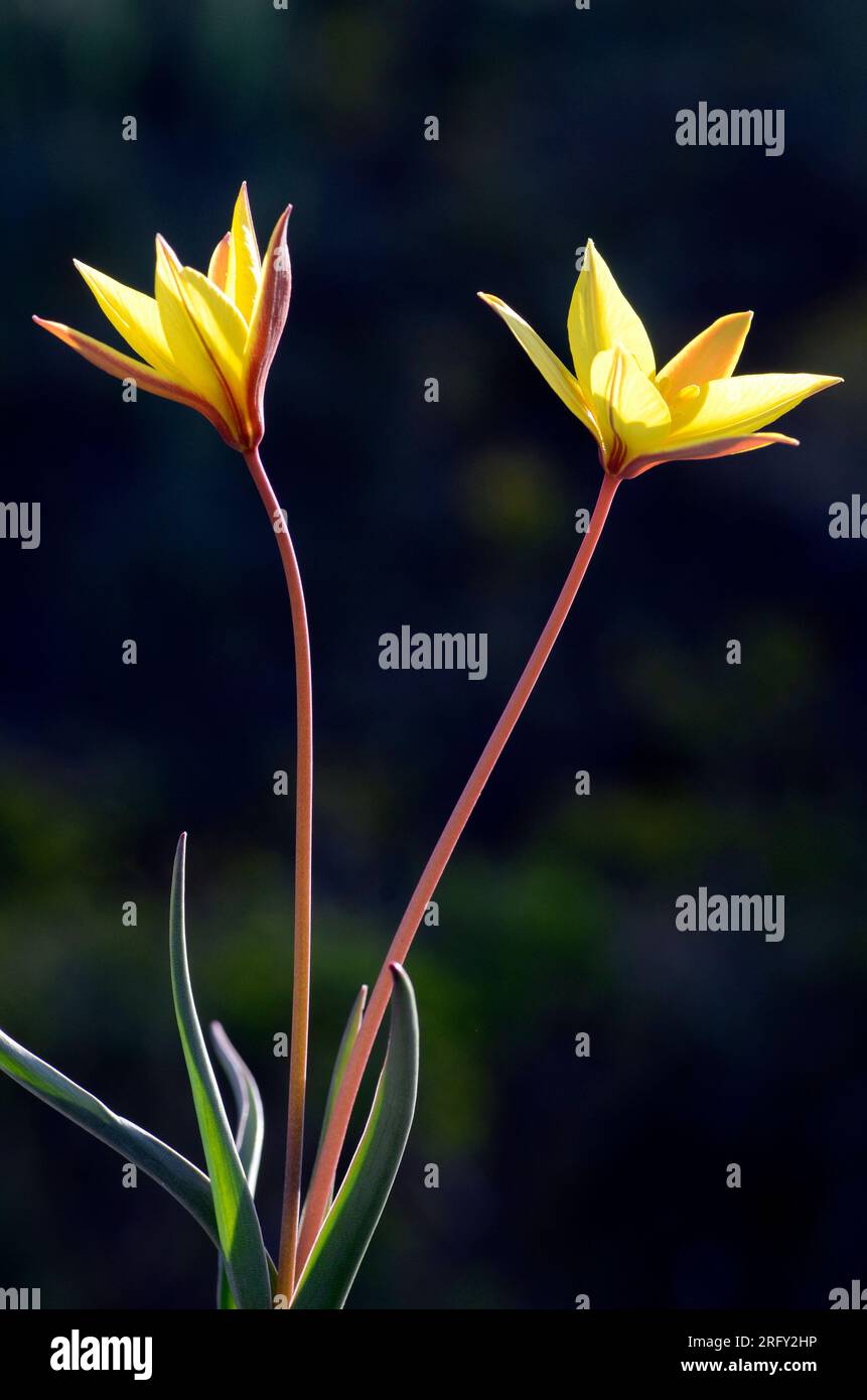 The wild tulip (Tulipa sylvestris subsp. australis) in flower against a dark background Stock Photo