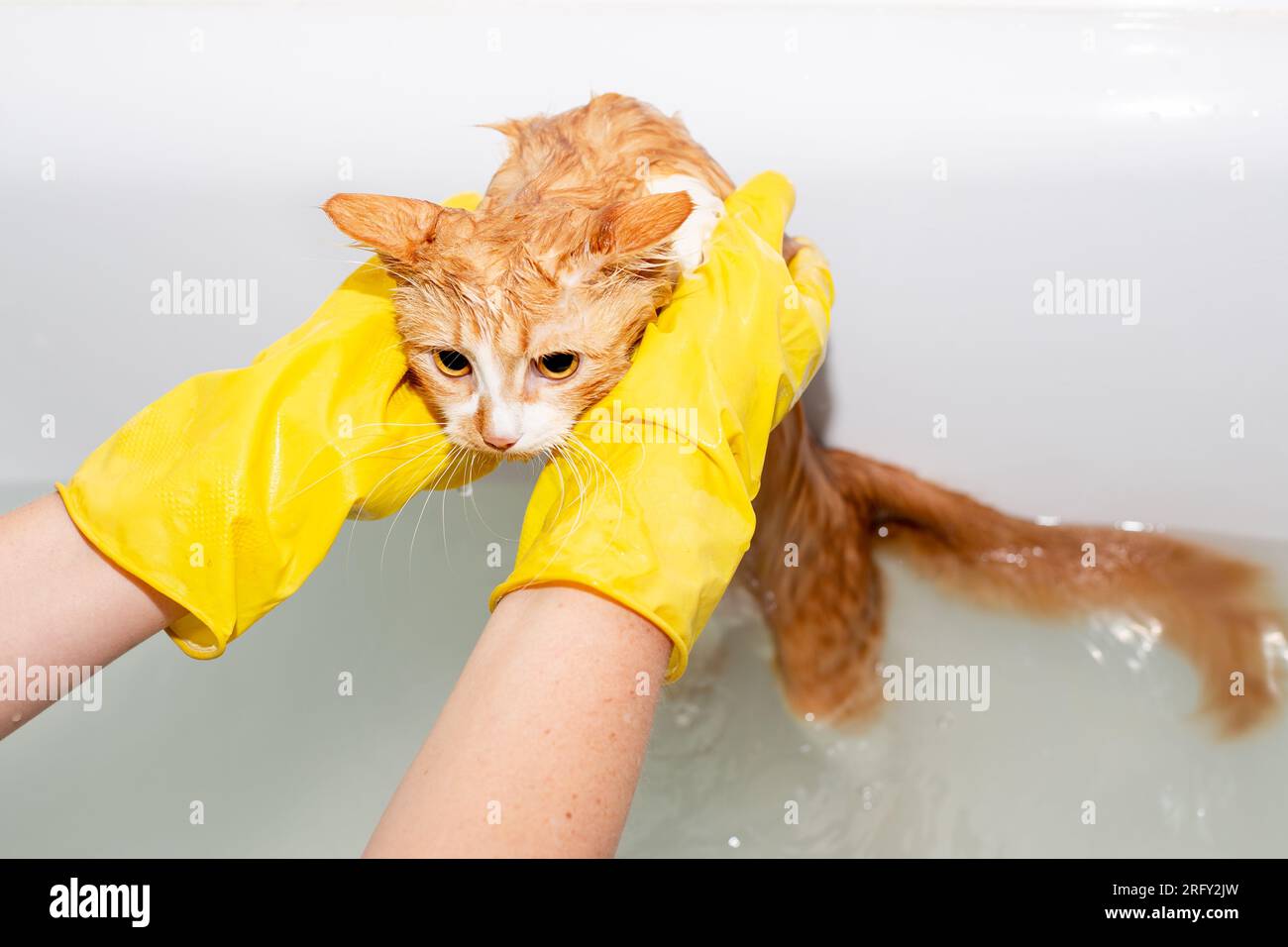 pet owner in gloves, holding a ginger cat in the water. bathing pets at