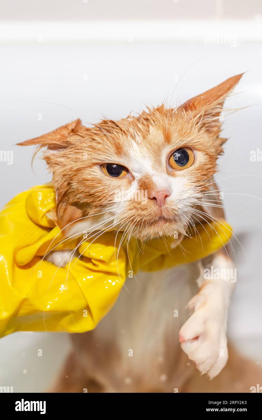 red wet cat after bathing. Angry dissatisfied animal, does not like to